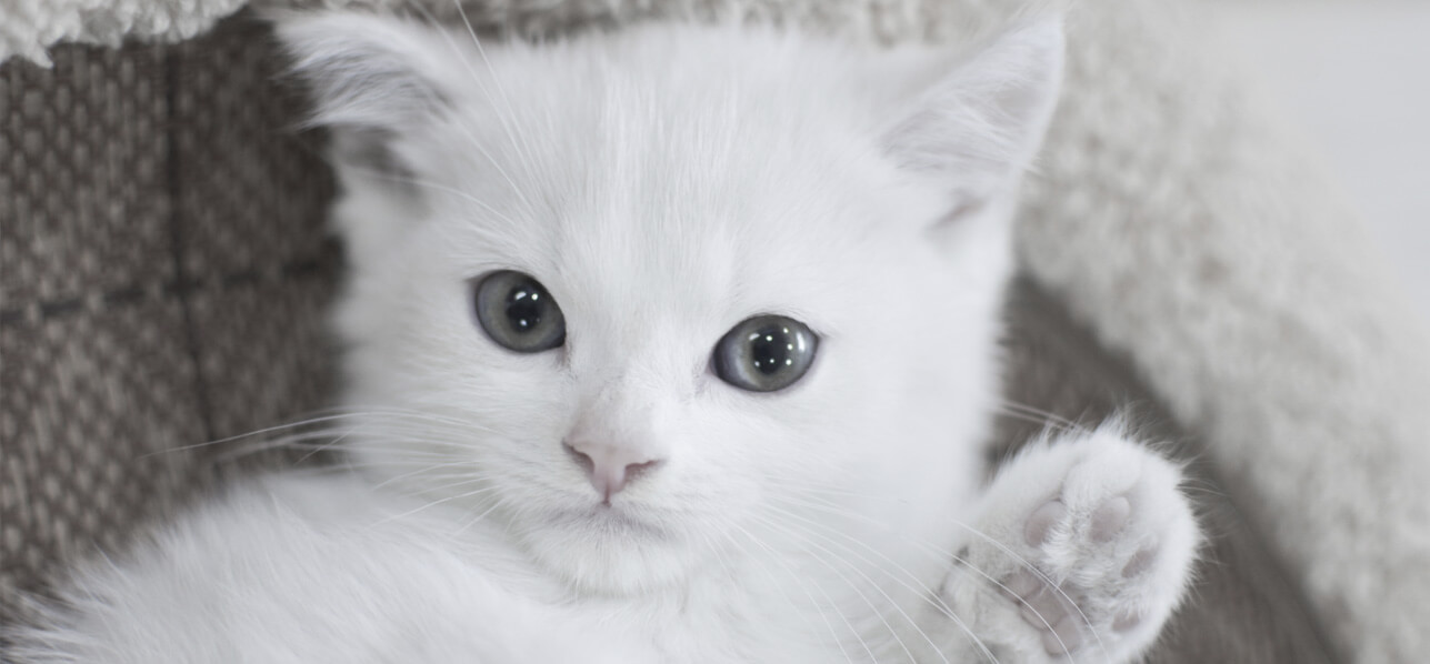 動物医療のイメージ写真