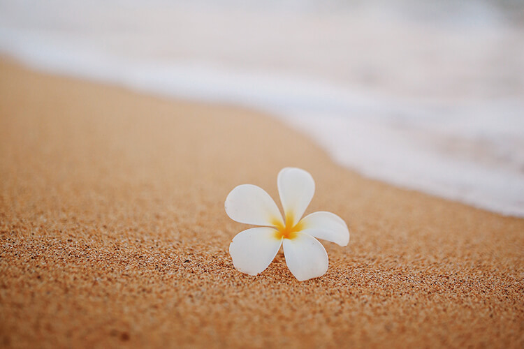 plumeria01