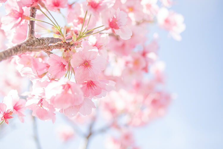 sakura01 1