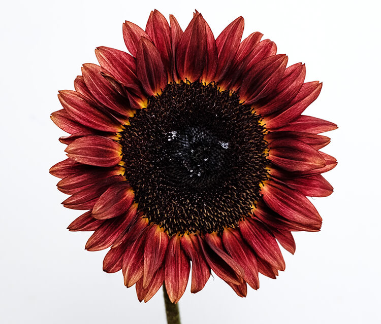 sunflower03