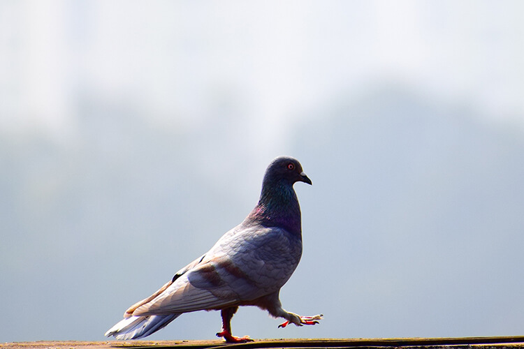 pigeon