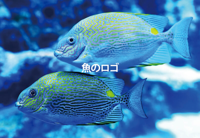 魚 ロゴ-魚のイメージ写真
