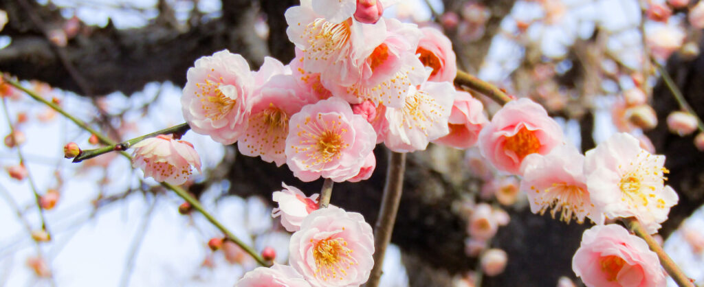 梅の花と人の和風ロゴイメージ1