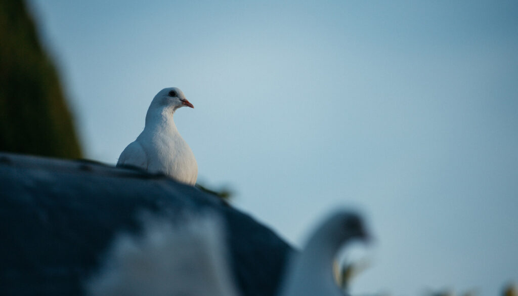 鳩ロゴ-白い鳩の写真