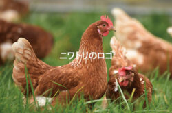 鶏ロゴイメージ画像