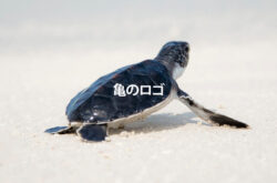 亀 ロゴイメージ
