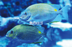魚 ロゴ-魚のイメージ写真