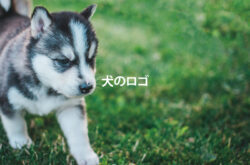 犬のロゴデザインイメージ