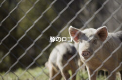 豚 ロゴのデザイン特集