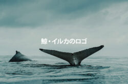 鯨ロゴのイメージ写真