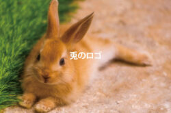 ウサギのロゴ特集画像
